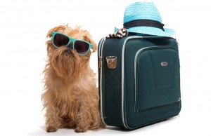 Holidays with Dogs: How to Travel on Vacation with Your Dog Holidays with Dogs - How to Travel on Vacation with Your Dog