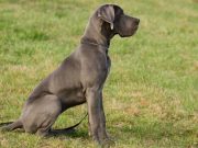 How Did This Great Dane Pup Get Up In A Tree? How Did This Great Dane Pup Get Up In A Tree