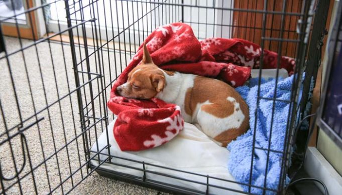 7 Tips for Crate Training Your Dog and How to Do It Right - Small Breed Dog Crate Training Tips