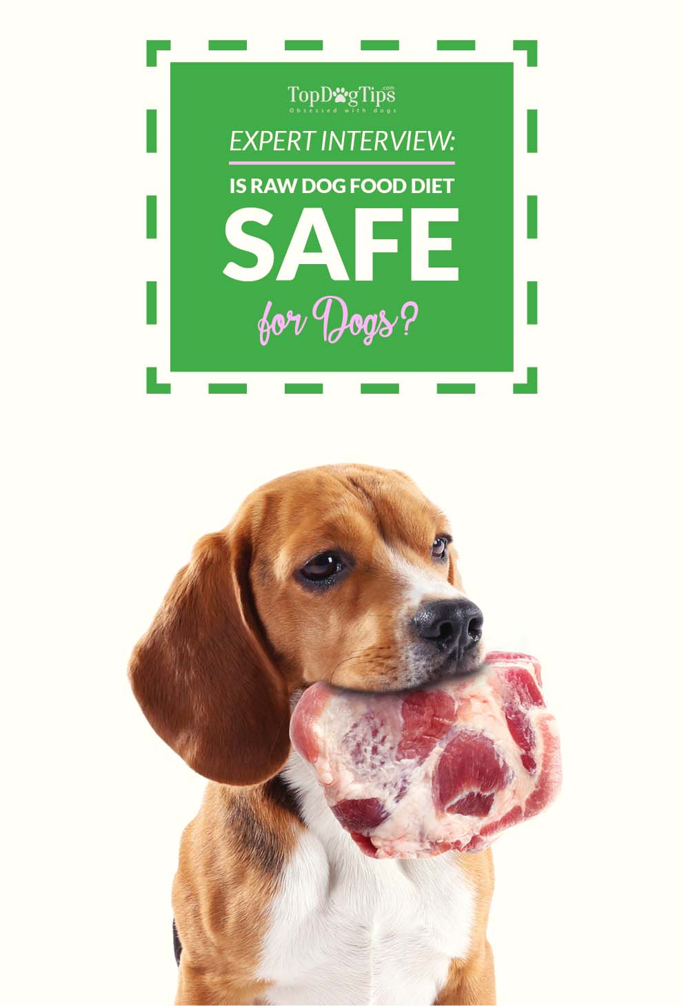 Expert Interview Is Raw Dog Food Diet Safe For Dogs 