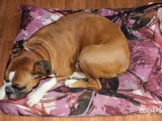 Review: KESS InHouse Dog Bed KESS InHouse Dog Bed Review