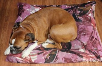 Review: KESS InHouse Dog Bed KESS InHouse Dog Bed Review