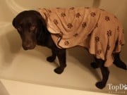 Review: Luv & Emma’s Dry Pets Towel for Dogs Luv & Emma's Dry Pets Towel for Dogs Review