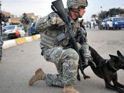 Marine Dog Lucca Receives Top Honors Marine Dog, Lucca, Receives Top Honors