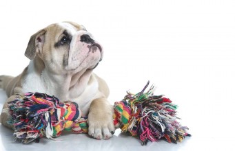 3 Types of Most Unsafe Dog Toys for Puppies Most Unsafe Dog Toys for Puppies
