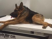 One Dog’s Misfortune Brought Luck to Others in Need One Dog's Misfortune Brought Luck to Others in Need