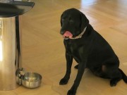 PetPal Automatic Feeder Allows You To Feed Your Dog via WiFi PetPal Automatic Feeder Allows You To Feed Your Dog via WiFi