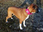 Review: Rad Dog Release N Run Leash for Dogs Rad Dog Release N Run Leash for Dogs Review