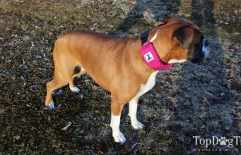 Review: Rad Dog Release N Run Leash for Dogs Rad Dog Release N Run Leash for Dogs Review