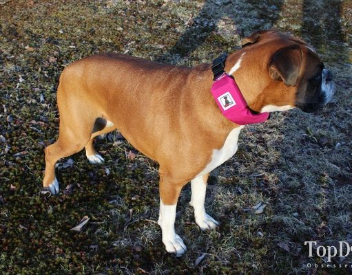 Review: Rad Dog Release N Run Leash for Dogs Rad Dog Release N Run Leash for Dogs Review