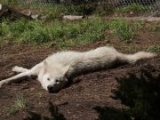 Rescued Wolf Loves to Play “Keep Away” Rescued Wolf Loves to Play Keep Away