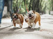 9 Resources on Leash Training Dogs Leash Training a Dog