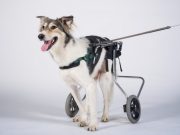 These Dogs Playing Fetch In Wheelchairs Couldn’t Be Cuter! These Dogs Playing Fetch In Wheelchairs Couldn't Be Cuter