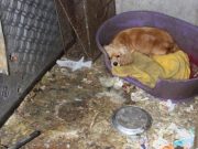 This Amazing Puppy Mill Rescue Will Leave You in Tears This Amazing Puppy Mill Rescue Will Leave You in Tears