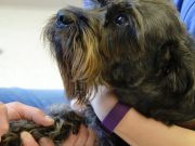 Aww! This Dog Donates Blood to Help Kittens This Dog Donates Blood to Help Kittens