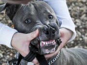 This Pit Bull Just Made History! This Pit Bull Just Made History