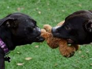 This Pit Bull Lost Her Nose…Guess What Happens Next? This Pit Bull Lost Her Nose...Guess What Happens Next