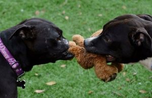 This Pit Bull Lost Her Nose…Guess What Happens Next? This Pit Bull Lost Her Nose...Guess What Happens Next