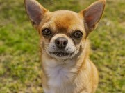 Tiny Pup ROARS: Dog’s Heartwarming Attempt At Being A Big Girl Tiny Pup ROARS