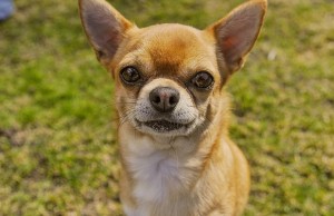 Tiny Pup ROARS: Dog’s Heartwarming Attempt At Being A Big Girl Tiny Pup ROARS
