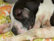 Tortured Puppy Makes Miraculous Recovery Tortured Puppy Makes Miraculous Recovery