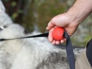 Transform Your Dog’s Leash with Lead Mate Transform Your Dog's Leash with Lead Mate