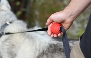 Transform Your Dog’s Leash with Lead Mate Transform Your Dog's Leash with Lead Mate