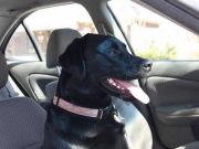 Waitress Fired for Confronting Customers About Their Dog Waitress Fired for Confronting Customers About Their Dog