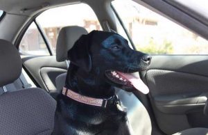 Waitress Fired for Confronting Customers About Their Dog Waitress Fired for Confronting Customers About Their Dog