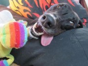Watch Ziggy The Greyhound In Hilarious Digging Frenzy Watch Ziggy The Greyhound In Hilarious Digging Frenzy