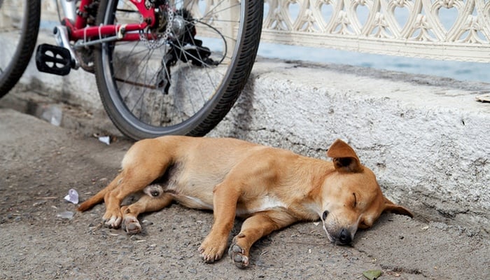 Side sleeper outlet dog