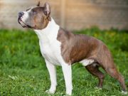 What is This Pit Bull Doing to Fight the Breed’s Bad Rap? What is this pit bull doing to fight the breed's bad rap