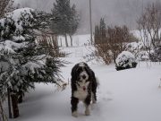 WARNING – You Risk A Fine For A Pet Left Outside In the Cold You Risk A Fine For A Pet Left Outside In the Cold