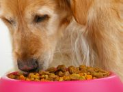 Top 5: Best Inexpensive Dog Food That’s Good Value for Money Best Inexpensive Dog Food & Cheapest Dog Foods