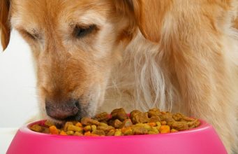 Top 5: Best Inexpensive Dog Food That’s Good Value for Money Best Inexpensive Dog Food & Cheapest Dog Foods