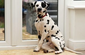 Top 5 Best Patio Pet Doors Best Patio Pet Door for Dogs
