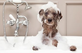Interview: How To Choose the Best Dog Grooming Products how to choose dog grooming products
