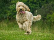 5 Ways to Train a Hyperactive Dog to Calm Down ways to train a hyperactive dog to calm down