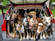 20 Rescue Pups in a Car? Oh My! 20 Rescue Pups in a Car