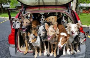 20 Rescue Pups in a Car? Oh My! 20 Rescue Pups in a Car
