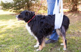 Ask a DVM: How to Deal With ACL Injuries in Dogs? ACL injuries in dogs