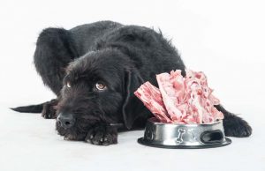 Pros and Cons of the BARF Diet for Dogs