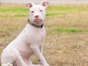 Bald is Beautiful, Even If You’re a Homeless Pooch! Bald is Beautiful, Even If You're a Homeless Pooch