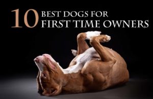 10 Best Dog Breeds for First Time Owners Best Dog for First Time Owner