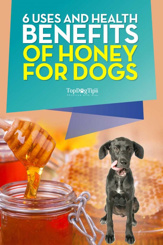Image showcasing Can Dogs Eat Honey? 6 Health Benefits of Honey for Dogs