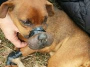 Bound and Left For Dead, This Pup’s Story Is Miraculous! Bound and Left For Dead, This Pups Story Is Miraculous