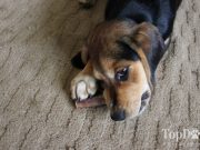 Review: Bully Bundles Dog Chews Bully Bundles Dog Chews Review