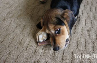 Review: Bully Bundles Dog Chews Bully Bundles Dog Chews Review