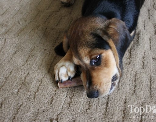 Review: Bully Bundles Dog Chews Bully Bundles Dog Chews Review