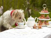 Canine Drink Company Panting for Public Funding Canine Drink Company Panting for Public Funding